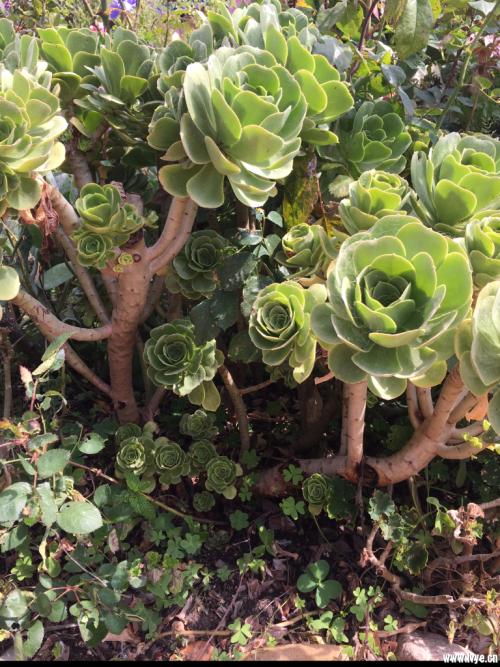 ÉϺ£·¢³öº®³±Ô¤¾¯£º½¼Çø×îµÍοÉÖÁÁãÏÂ8ÉãÊ϶È