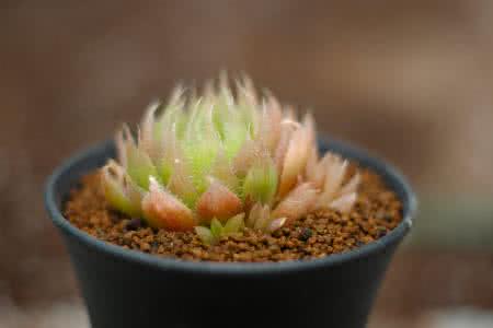 ÉòÑô1ÀýÎÞ֢״תȷÕï ϵ´Ëǰ¾³ÍâÊäÈ벡ÀýÃܽÓÕß